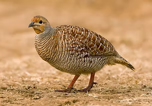 Ortygornis p. pondicerianus - Bangalore India 26-02-22 - Subramanya C K wikipedia.jpg