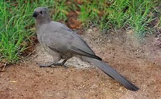 Crinifer c.  bechuanae - Pilanesberg NP, North-West, South Africa 24-12-12 - Loutjie Steen
