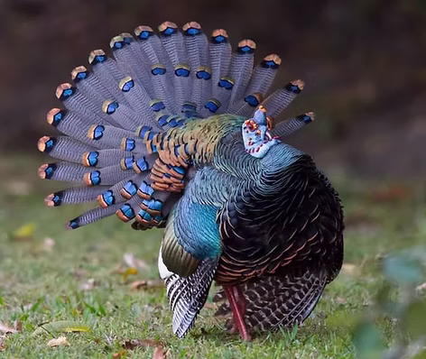 Ocellatus - Vikki Eakins.PNG