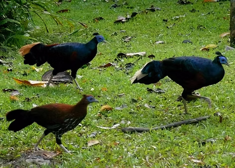 Ignita e rufa o macartney pare + Danum Valley--Borneo Rainforest Lodge, Sabah, Malaysia 25