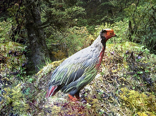 MaruonaeHoloptilus - Myanmar Khakaborazi National Park 28-06-22- Branhaung Shaung 1 - Copi