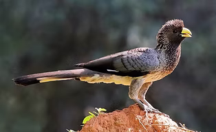 Crinifer zorunus Holger Teichmann ebird (1).jpg