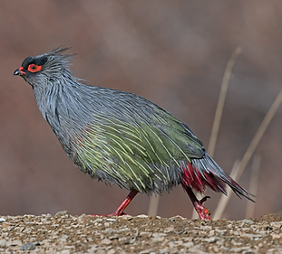 Ithaginis c. geoffroyi - Garzè Sichuan 09-04-18 - Henry Koh flickr com 3.PNG