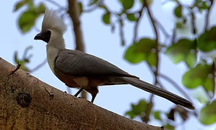 Crinifer p. personatus -  Hara Langano Lodge, Oromia, Ethiopia  08-11-18 - Attila Steiner 