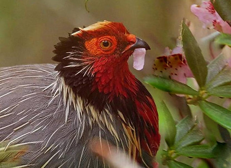 Ithaginis c. marionae-holoptilus + Yingjiang Hengduan Mountain Dehong (villaggio di Gaosh