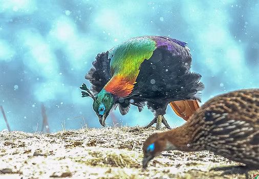 1 Lophophorus impejanus coppia