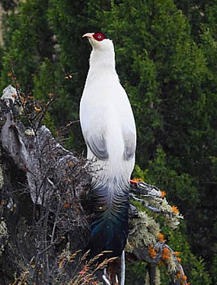 Lichiangense pare -   Baima Snow Mountain Nature Reserve, Yunnan, China (October) 07-08-18