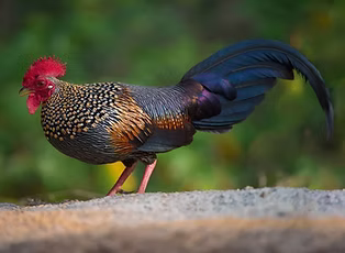 Gallus sonneratii -  Ernakulam, Kerala, India 16-01-20 - Eldhose KV search (1).jpg