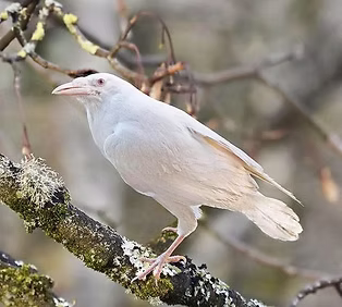 Corvo adulo albino - www.avianreport com by Mark Hope.jpg