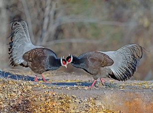 Marrone - Gushan  birdnet cn    2 (1).jpg