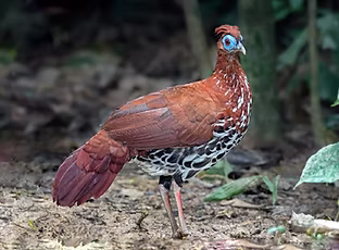 14 Lophura rufa ( Malayan Crested Fireback ) + Taman Negara National Park, Mutiara Resort,