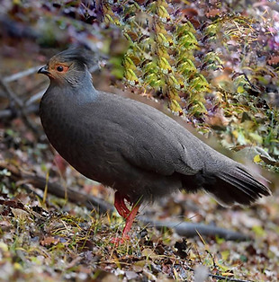 4 Baima Snow Mountain Nature reserve, Yunnan, China 24-10-17 - Staffan Widstrand www.natu