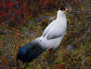 Lichiangense pare -   Baima Snow Mountain Nature Reserve, Yunnan, China (October) 07-08-18