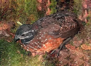 Odonto strophium - www.biologicaldiversity. org.jpg