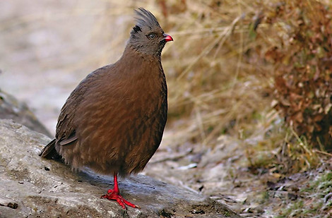 Sinensis - www.baike.baidu Guanke.jpg