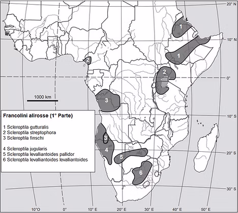 Distribuzione genere Scleroptila 1 - Copia.PNG