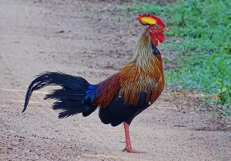 Gallus lafayettei - Yala National Park (General), Thissamaharama, Hambantota, Sri Lanka