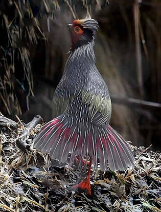 Holoptilus - Dulong River, Nu River ( Dulongjiang ) 26-04-20 Yunnan - www.cnbird.org_edit