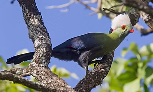 Menelikornis ruspolii - Cogobbe, Oromia, Ethiopia  14-04-14 - Niall D Perrins inaturalist.