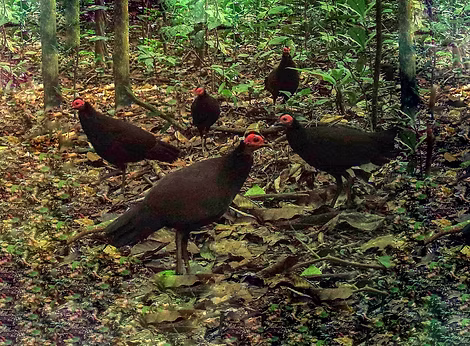 Agelastes niger - Mintom forest area, South, Cameroon 28-03-18 - Selvino de Kort ebird org