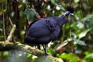 Guttera plumifera plumifera www.i.pinimg com - Copia.jpg