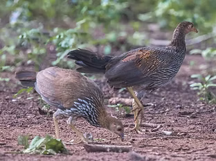 Gallus sonneratii immaturi coppia  - Bheemeshwari Adventure and Nature Camp-Junglelodges, 