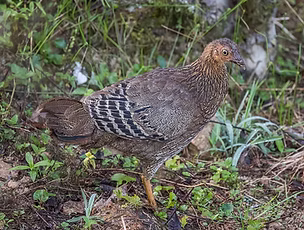 Gallus lafayettii - Sinharaja Forest, Viharahena 17-03-22 Sri Lanka - Charles J. Sharp ww
