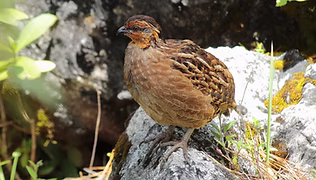 Dactylortyx thoracicus dolichonyx - Aldea Chiabal Todos Santos Cuchumtan Huehuetenango, Hu