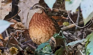 Dactylortyx thoracicus devius -  Reserva Ecológica Sierra de San Juan--El Cuarenteño, Xali