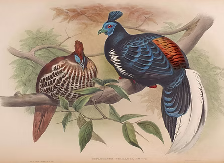 Euplocamus vieilloti = Lophura ignita rufa 1850 - by Henry Constantine Richter x John Go