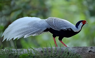 Occidentalis yn.yunnan cn1+.jpg