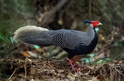 Lewisi - Cardamon Mountain - by Piak Lim - Cambodia Bird Photography - CBP gruppo faceb