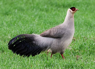 Dolani - gradi decimali (32.828, 97.191), Qinghai 01-06-25 - Argrit Boonsanguan ebird org.