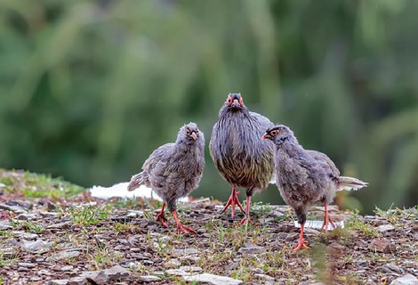 Yunnan · 2017-8-11  [Remote]  cnbird.org cn 1.jpg