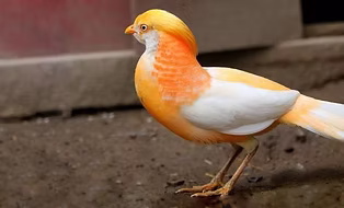 Chrysolophus p. ( mutazione ) pesca www.backyardchichens com - Copia (1).jpg