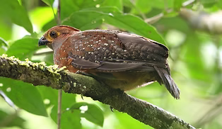 Odontophorus stellatus - Refugio Amazonas Lodge, Madre de Dios, Peru 15-08-18 - Jon Irvine
