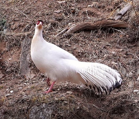 Drouyni bianco + Contea di (Luolong errore forse), Lhorong prefettura di Qamdo 16-05-24 - 
