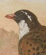 Perdicula_erythrorhyncha illustarzione orignale vedere fascia bianca stretta.jpg