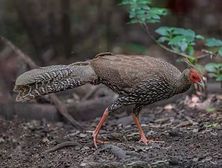 Crowfurdi + Kaeng Krachan NP--Lung Sin's hide, Phetchaburi, Thailand 24-05-19 - Ngoc Sam T