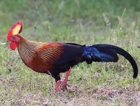 Gallus lafayettei  -Yala National Park (General), Thissamaharama, Hambantota, Sri Lanka 01