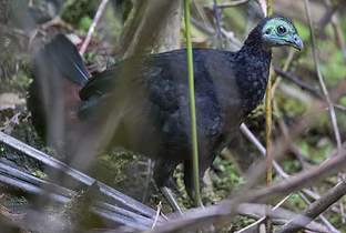 arfakianus www.tropicalbirding com Aut