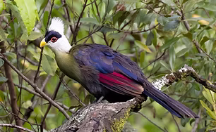 &nbsp;&nbsp;Tauraco leucolophus - Patkawanin, Rift Valley, Kenya 22-04-24 - Daniel Danckwerts (Rockj