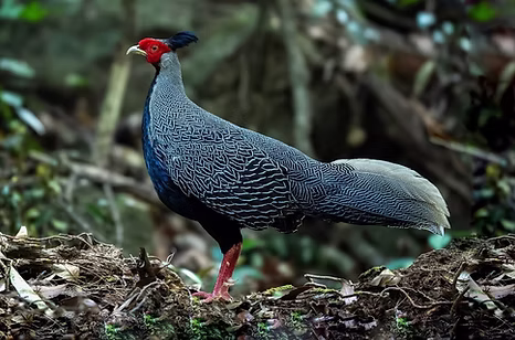 Lewisi + Cardamon Mountain - by Piak Lim - Cambodia Bird Photography - CBP gruppo faceb
