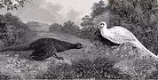 Sinistra Acquaforte di J. Scott, ca. 1801 - destra  da Reptile & Birds 1869.jpg