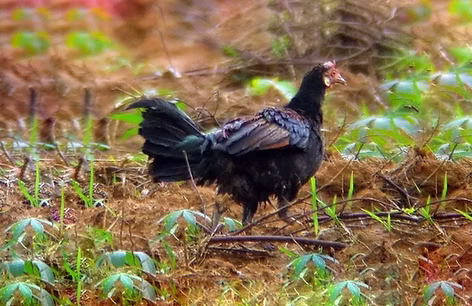 Gallus gallus eclissi + Phong Nha-Ke Bang National Park, Quang Binh, Vietnam 01-03-13 - Da