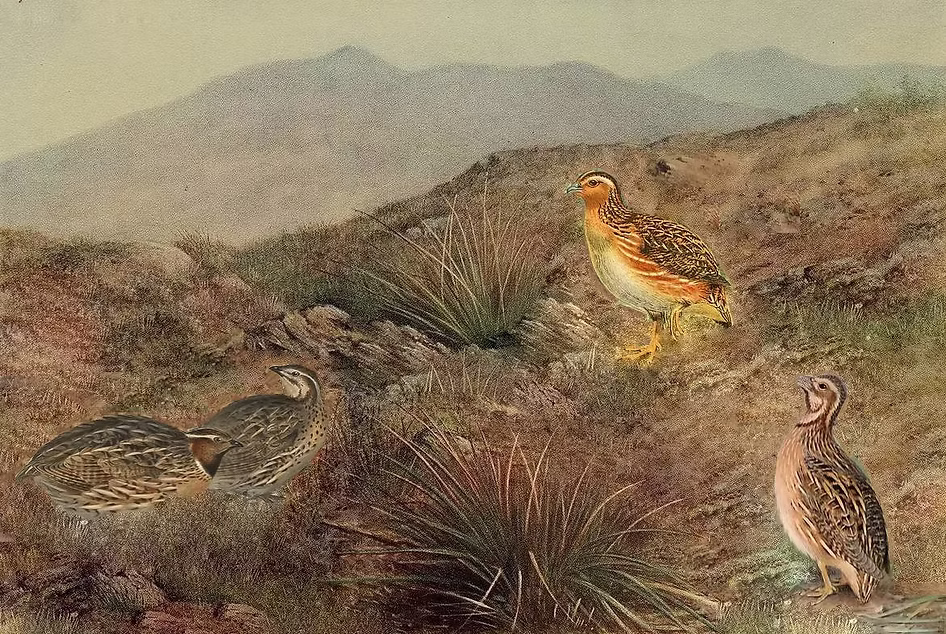 Coturnix specie x sito 03-09-25.jpg
