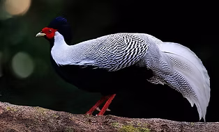 Occidentalis - yn.yunnan cn.jpg