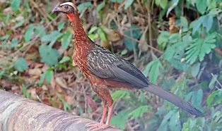 Penelope pileata - Parauapebas--Núcleo Urbano de Carajás, Pará, Brazil 07-10-22 - Phillip