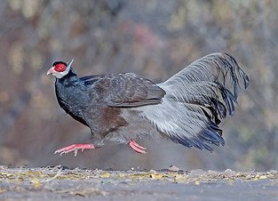 Marrone - Gushan  birdnet cn    4.jpg