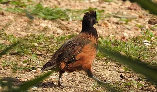 Atriceps - Atrixco Guerrero  - colombia.